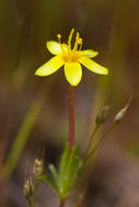 Image of bristly linanthus