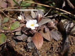 Image of Myosotis colensoi (Kirk) Macbr.