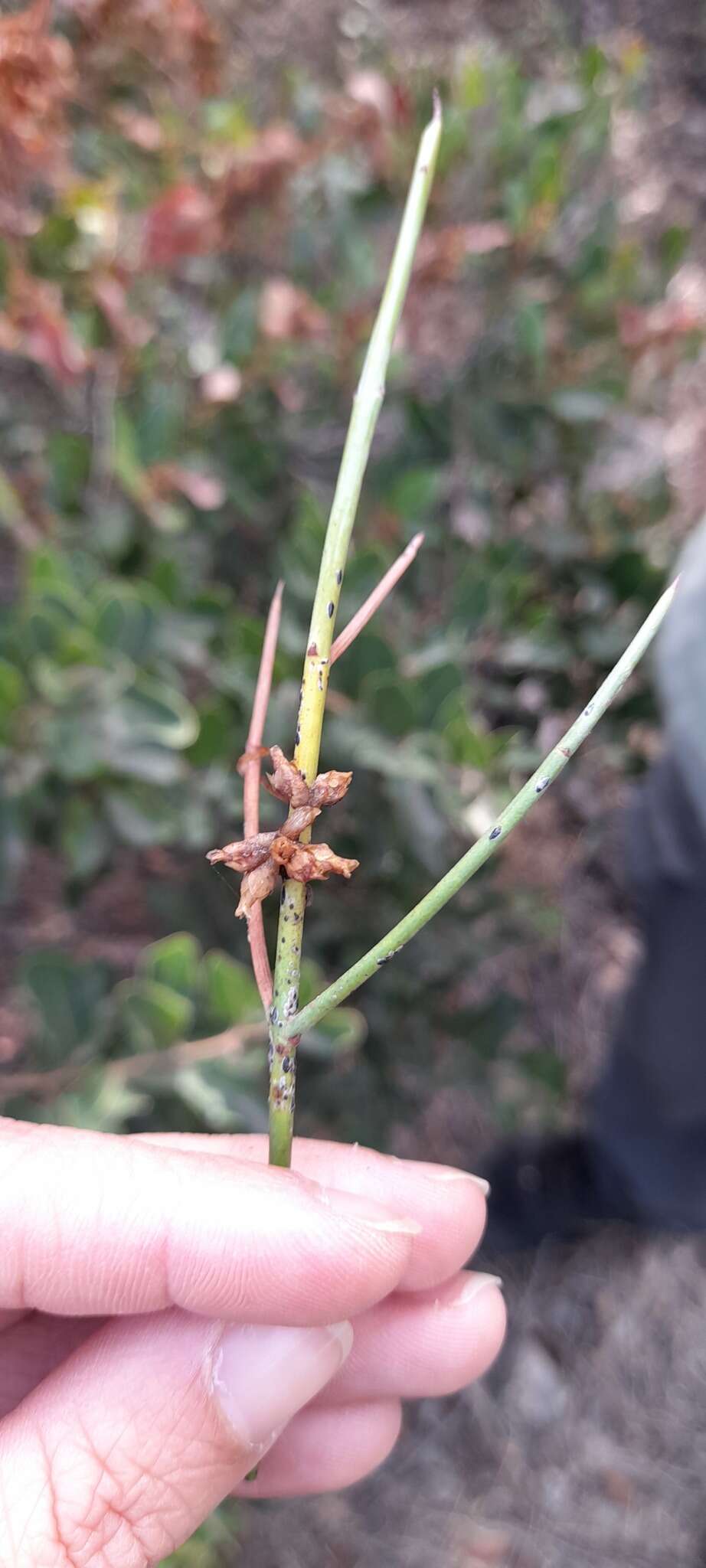 Image de Retanilla ephedra (Vent.) Brongniart