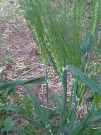 Image of Hordeum vulgare subsp. vulgare