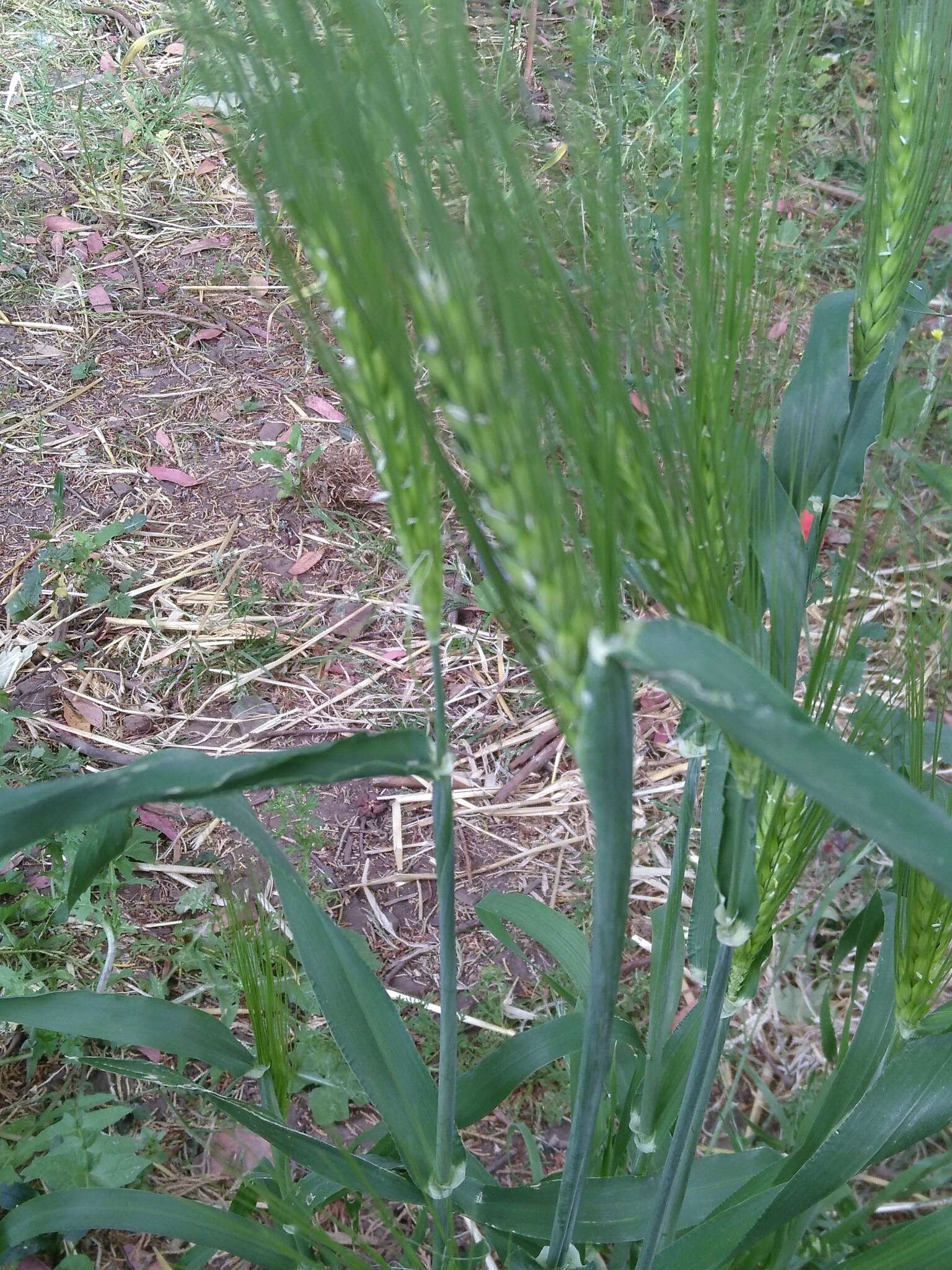 Image of Hordeum vulgare subsp. vulgare