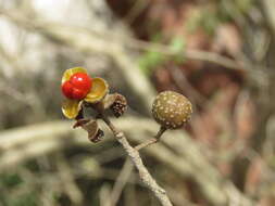 Image de Trichilia trifolia L.