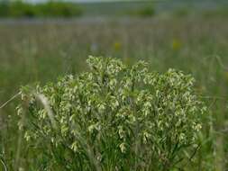 Image of Onosma visianii G. C. Clementi