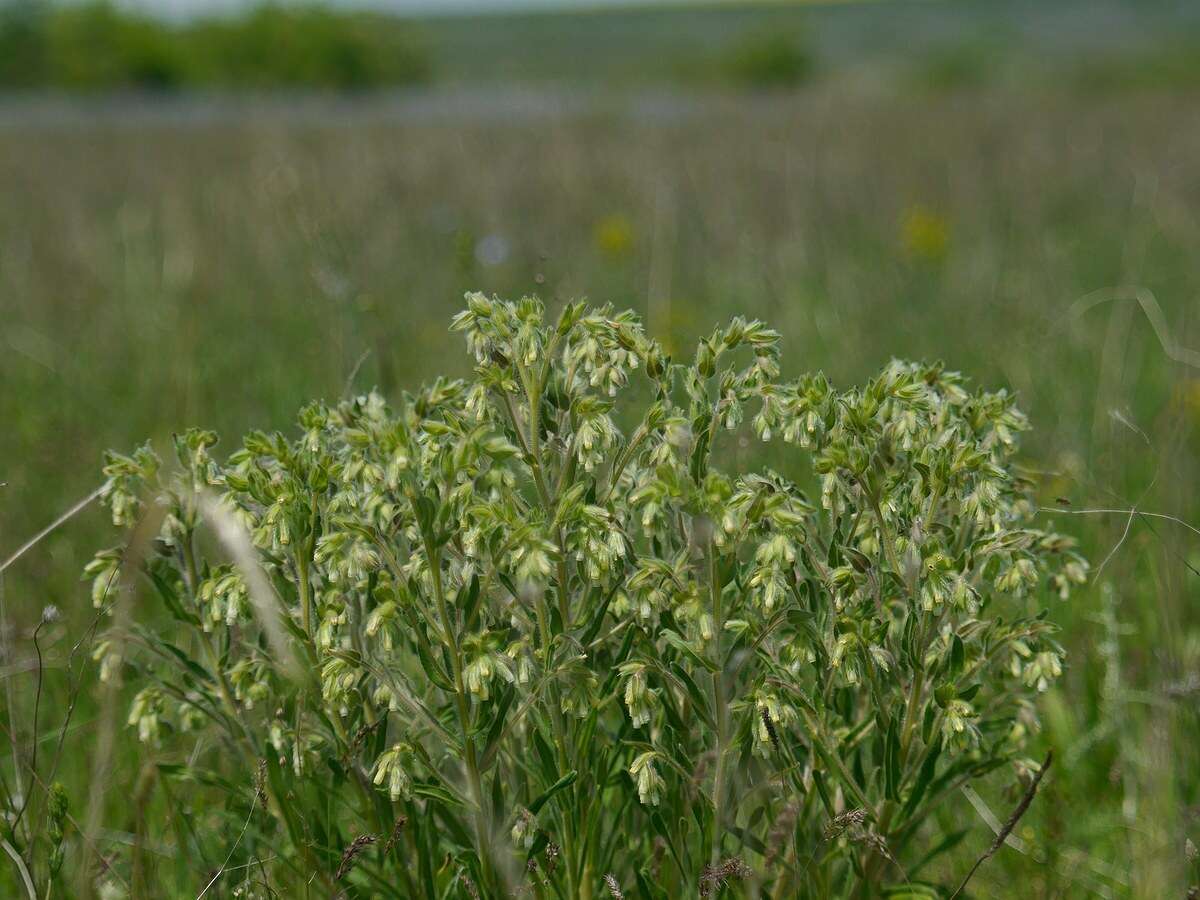 Слика од Onosma visianii G. C. Clementi