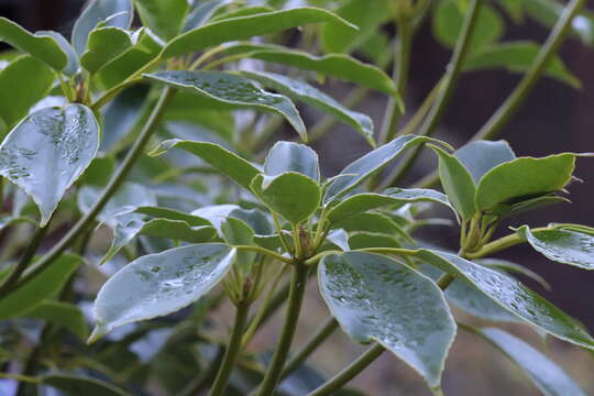 Image of Trochodendron