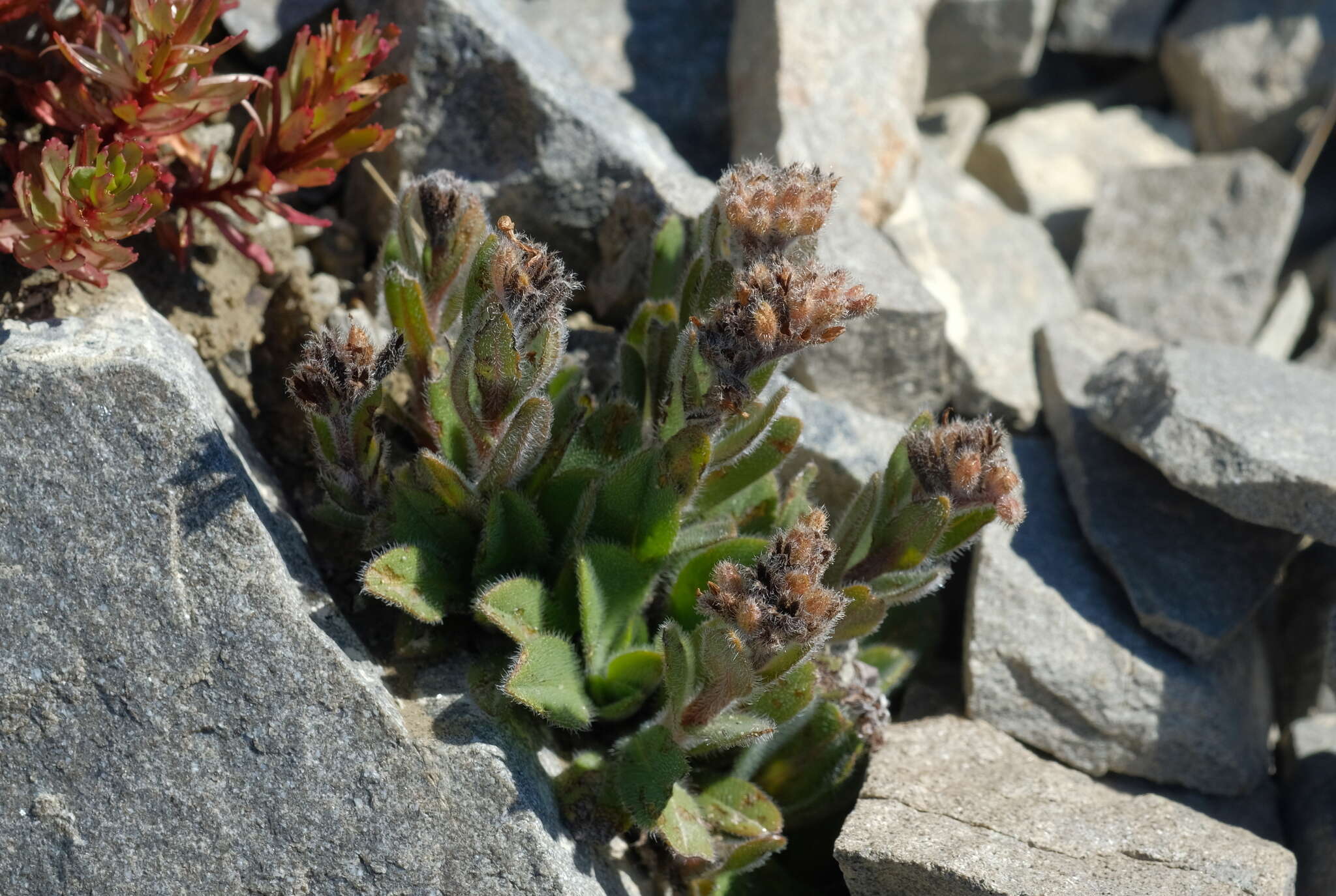 Image of Myosotis traversii var. cantabrica L. B. Moore