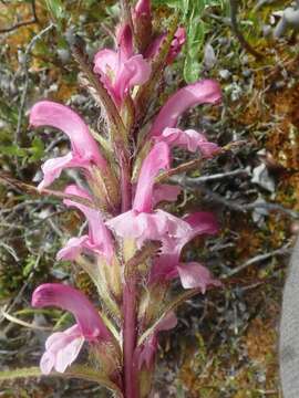 Image of Langsdorf's lousewort