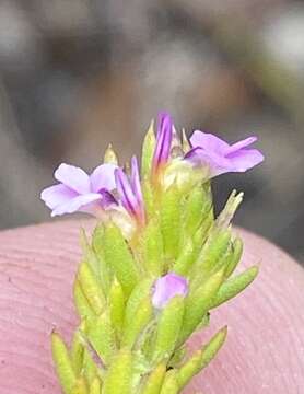 Image of Muraltia schlechteri Levyns