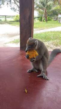 Image of Crowned Lemur