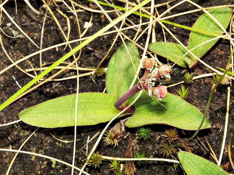 Imagem de Drimiopsis comptonii U. Müll.-Doblies & D. Müll.-Doblies