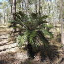 Слика од Cycas megacarpa K. D. Hill