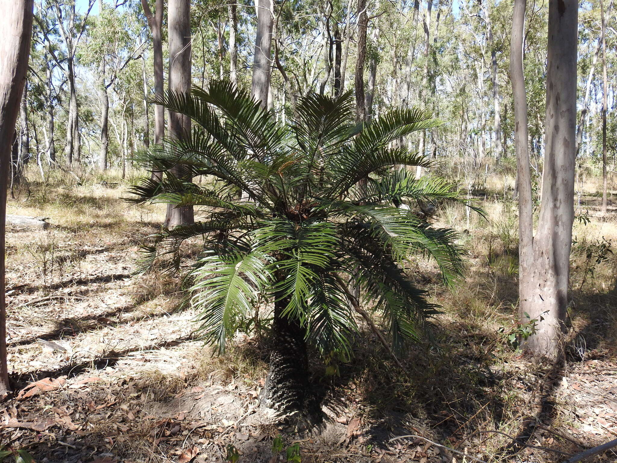 Image of Cycas megacarpa K. D. Hill