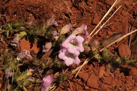 Image of Ground bells