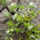 Image of least navarretia