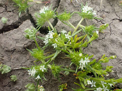 Image of least navarretia