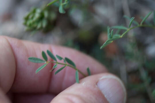 Image of Hippocrepis scorpioides Benth.