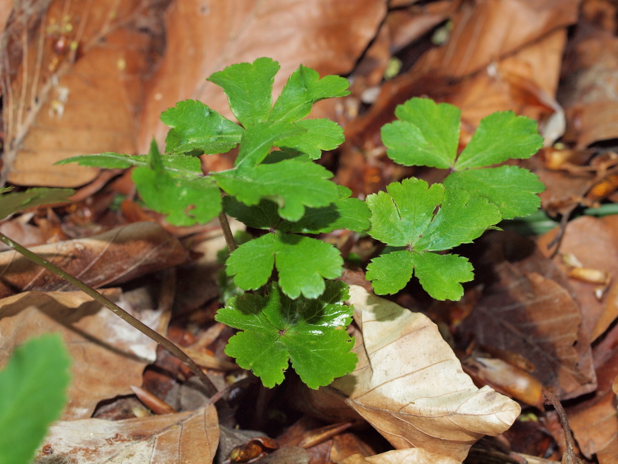 Sanicula europaea (rights holder: HermannFalkner/sokol)