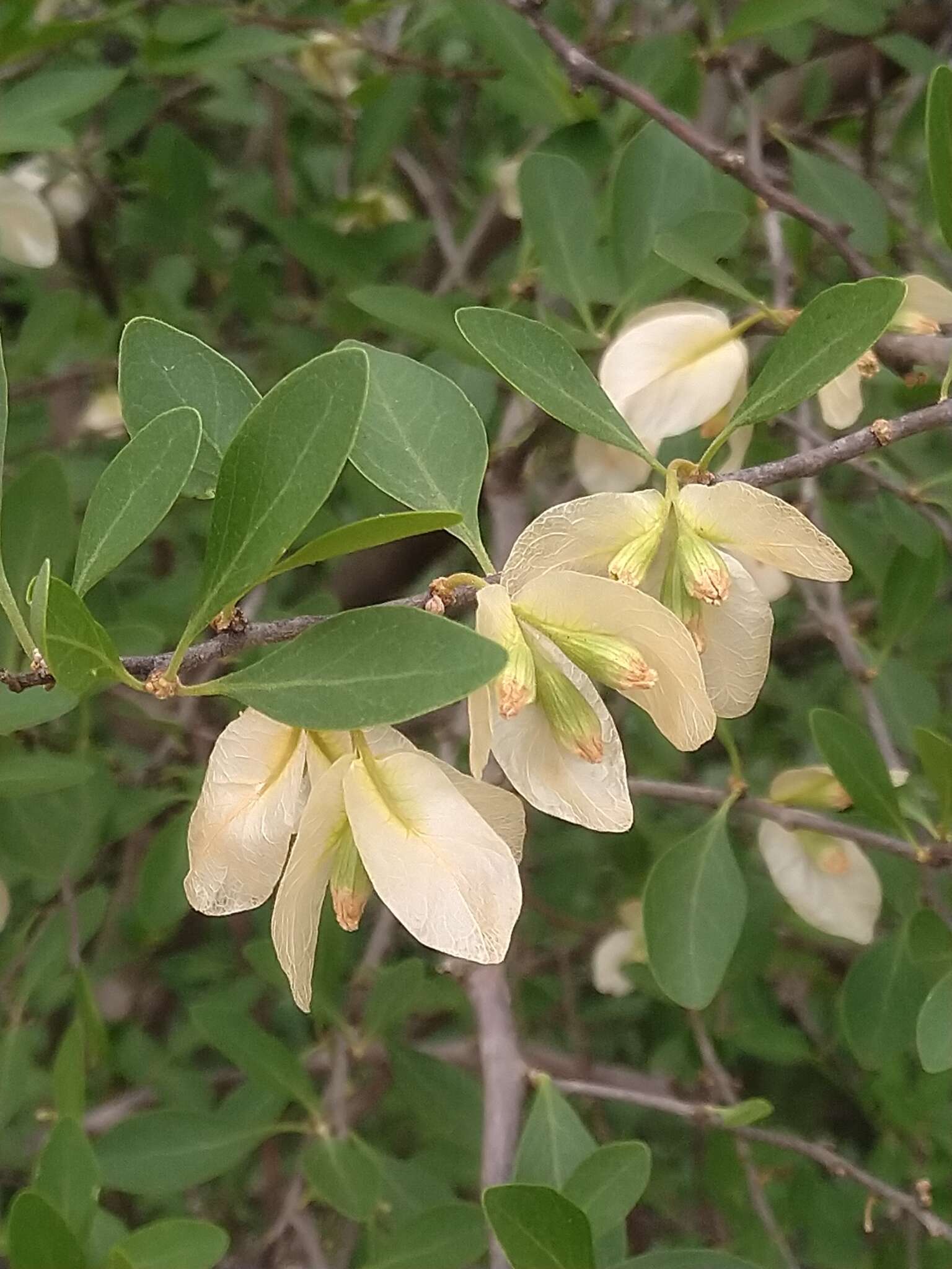 Bougainvillea campanulata Heimerl resmi