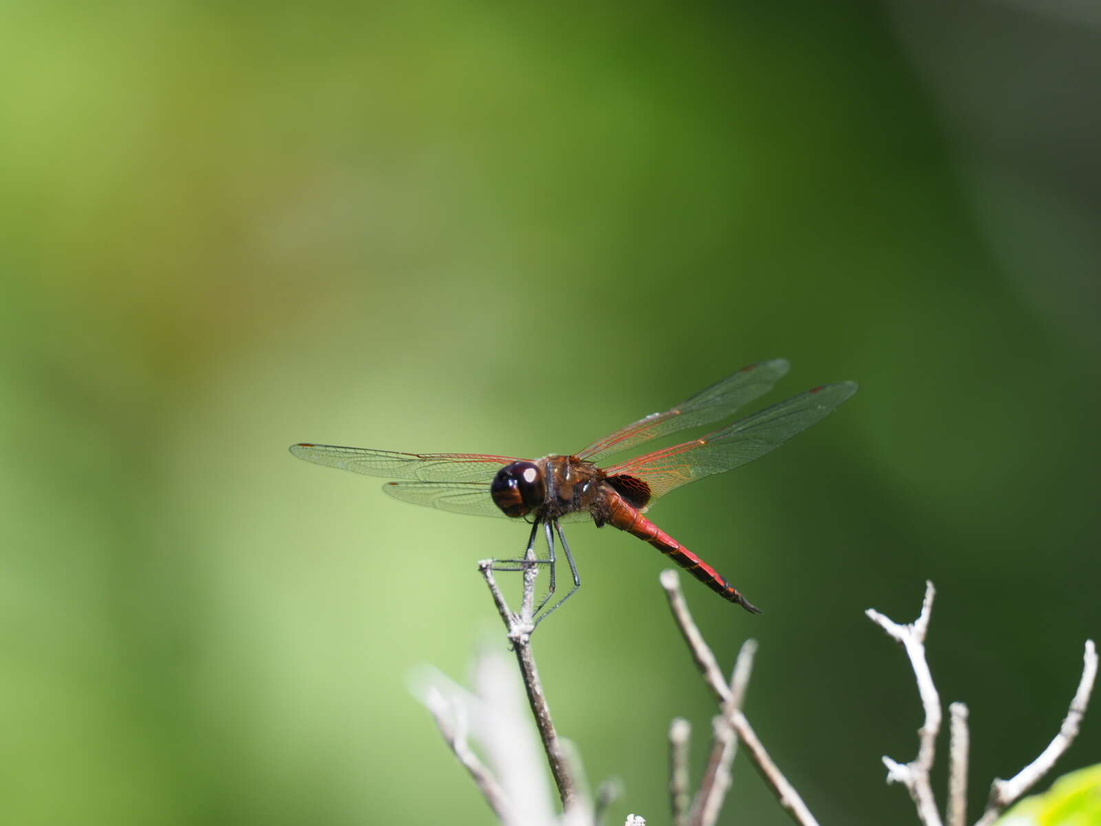 Image of Red Glider Dragonfly