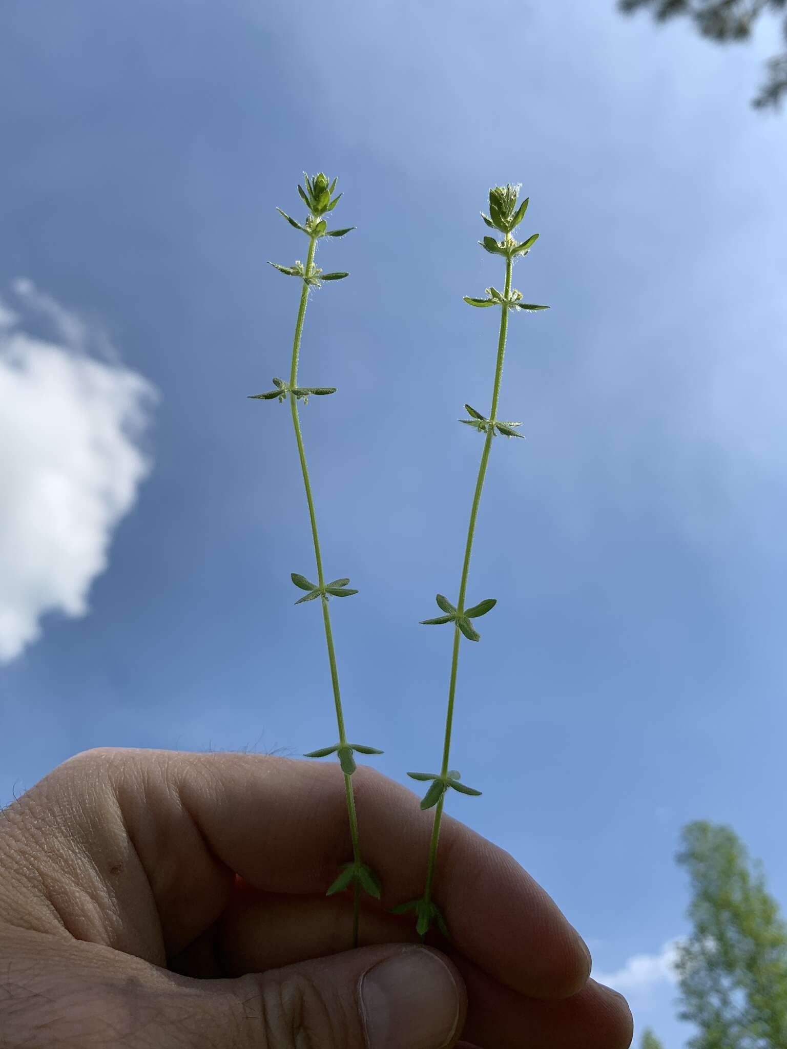 Image of piedmont bedstraw