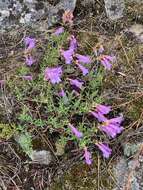 Image of Bush Penstemon