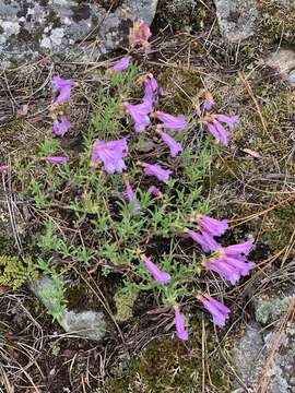 Слика од Penstemon fruticosus (Pursh) Greene