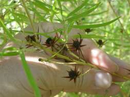 Imagem de Leucadendron salicifolium (Salisb.) I. Williams