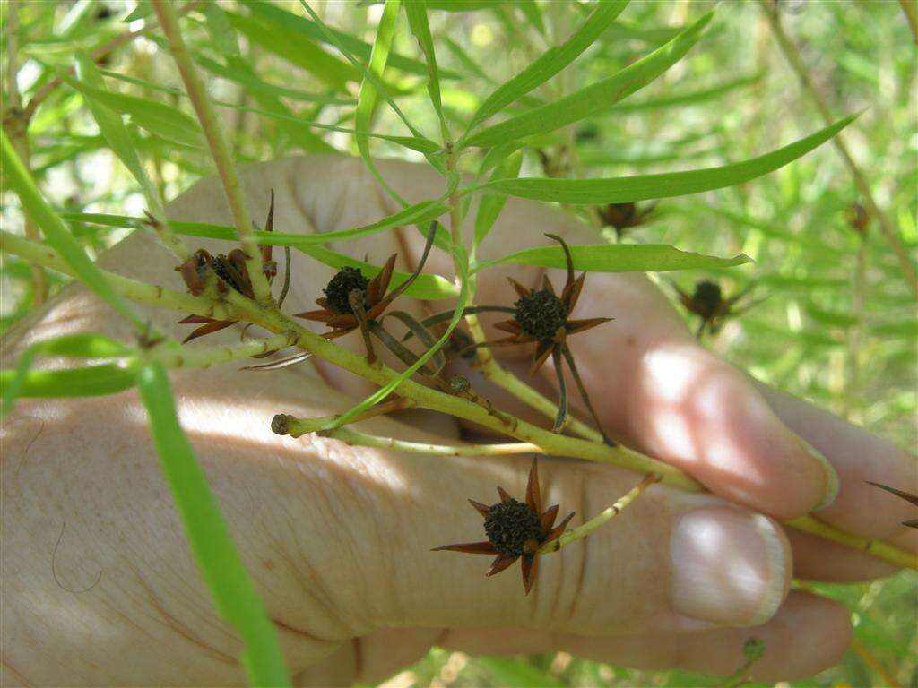 Plancia ëd Leucadendron salicifolium (Salisb.) I. Williams