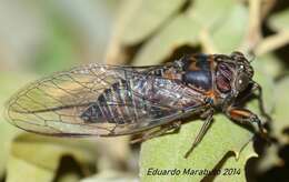 Image of Tettigettalna afroamissa Costa, Nunes, Marabuto, Mendes & Simoes 2017