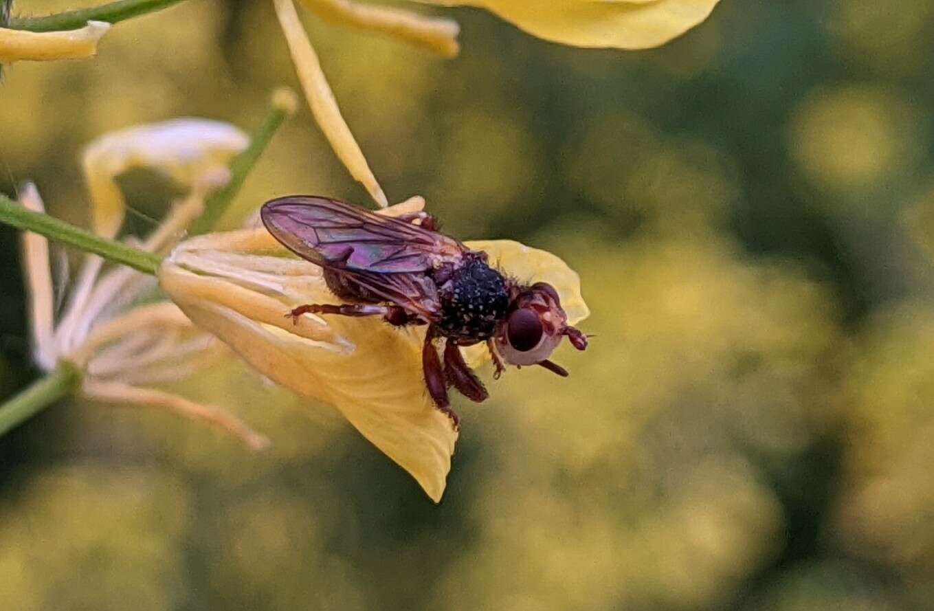 Image de Myopa fasciata Meigen 1804