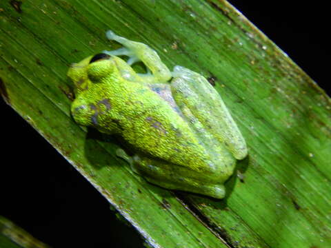 Image of Boana nympha (Faivovich, Moravec, Cisneros-Heredia & Köhler 2006)