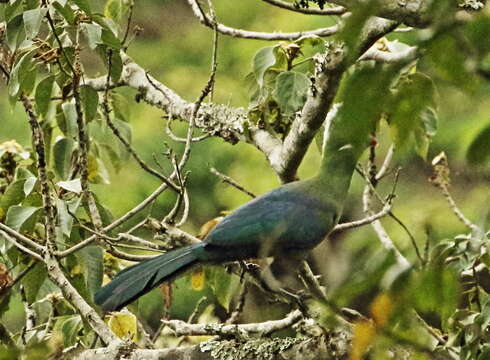 Image of Knysna Lourie