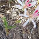 Image of Pelargonium pinnatum (L.) L'Her.