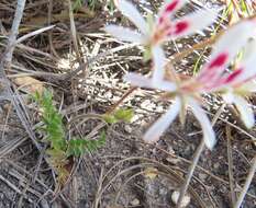 Image of Pelargonium pinnatum (L.) L'Her.