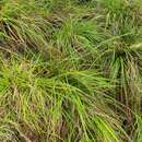 Image of Carex spinirostris Colenso