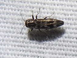 Image of Hackberry Agrilus