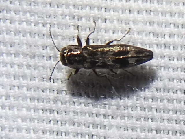 Image of Hackberry Agrilus