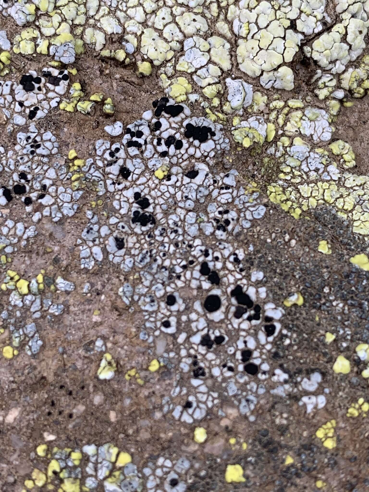 Image of lecidea lichen