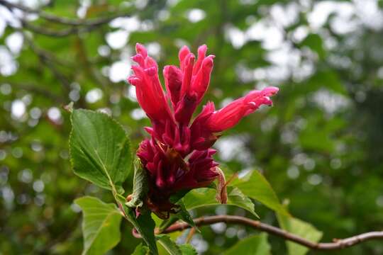 Image of Salvia wagneriana Pol.