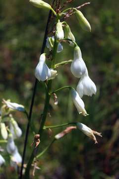 Image of Ornithogalum candicans (Baker) J. C. Manning & Goldblatt