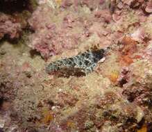 Image of Orangemouth lizardfish