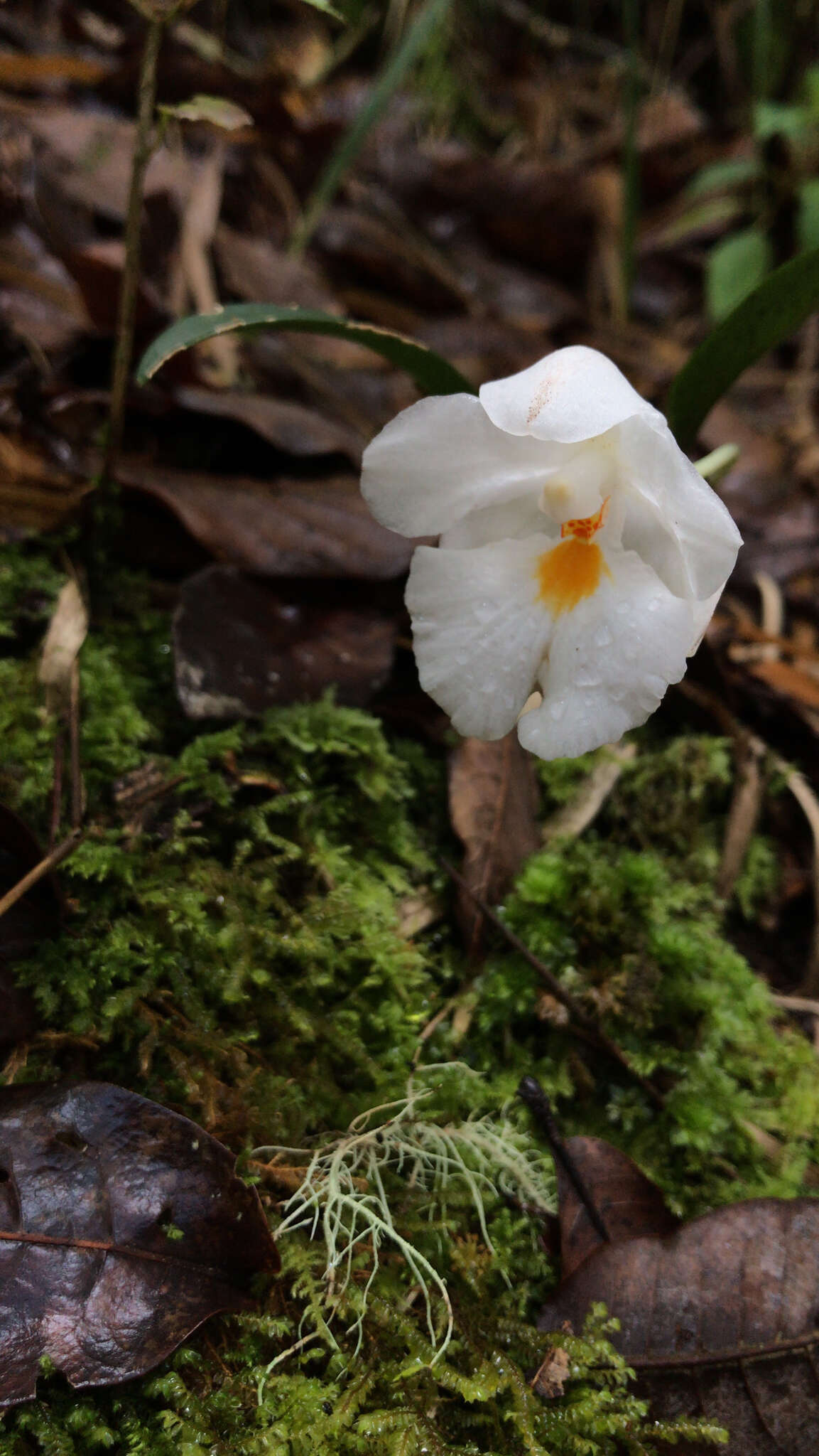 Image of Rossioglossum oerstedii (Rchb. fil.) M. W. Chase & N. H. Williams