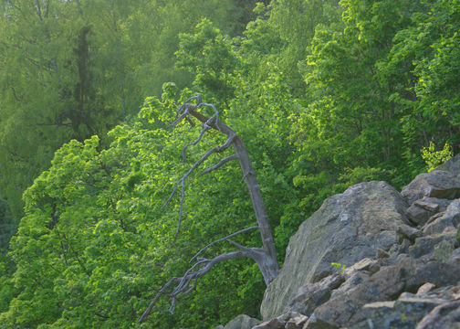 Image of Small-leaved Lime