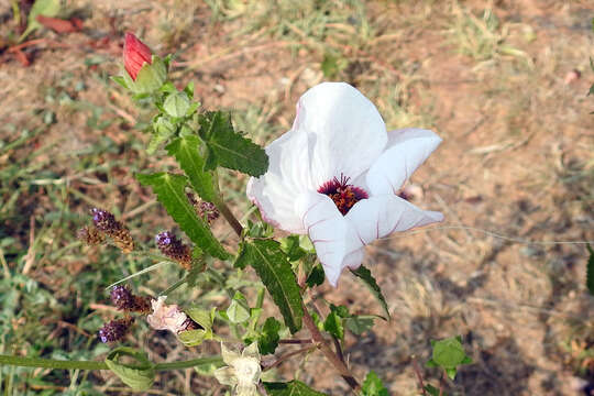 Image of spearleaf swampmallow