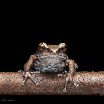 Image of Koadaikanal Bush Frog