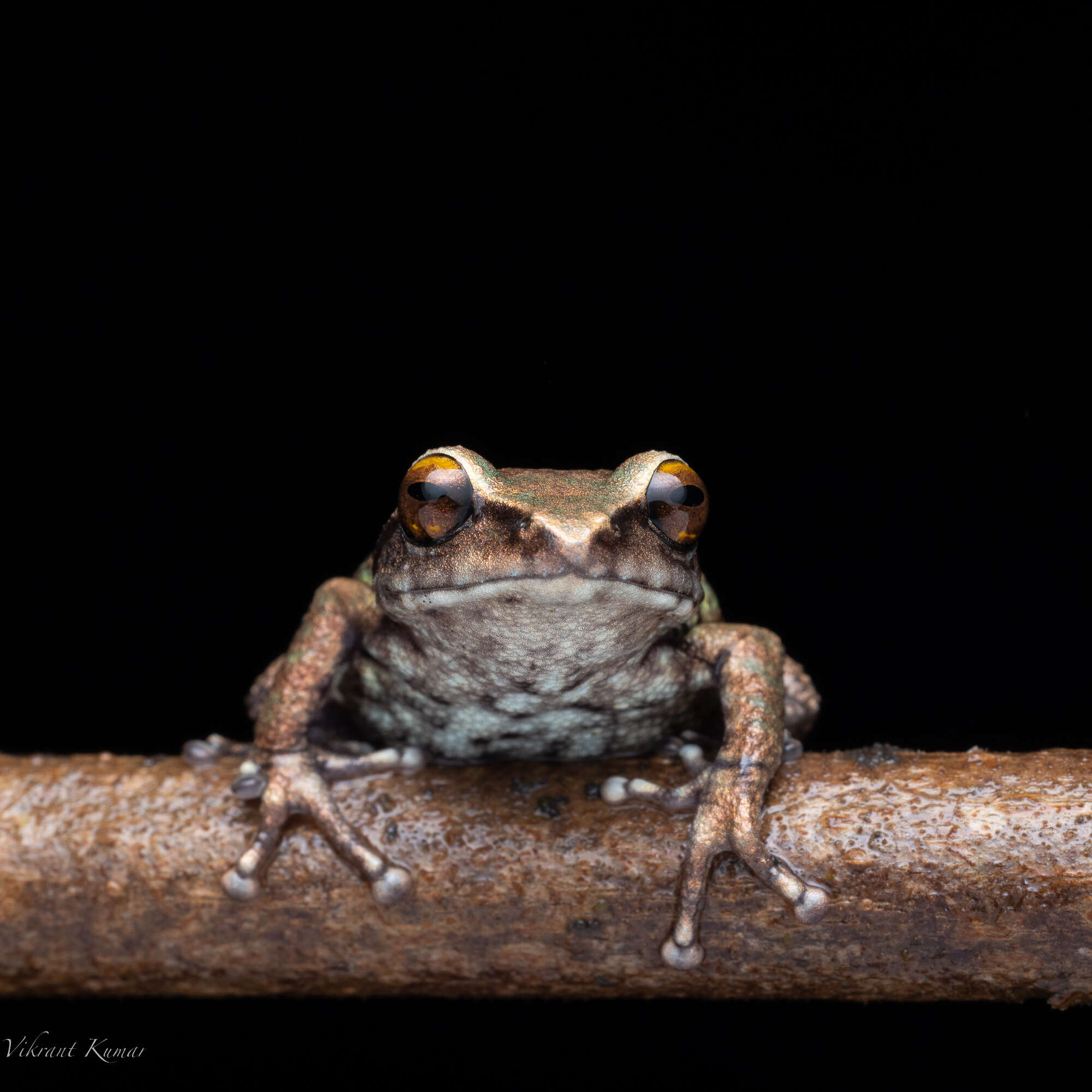 Image of Koadaikanal Bush Frog