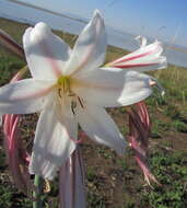 Image de Crinum bulbispermum (Burm. fil.) Milne-Redh. & Schweick.