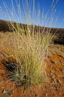 Image of Stipagrostis ciliata (Desf.) De Winter