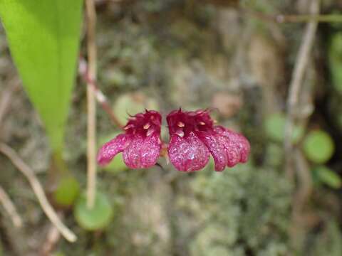 Image of Bulbophyllum corolliferum J. J. Sm.