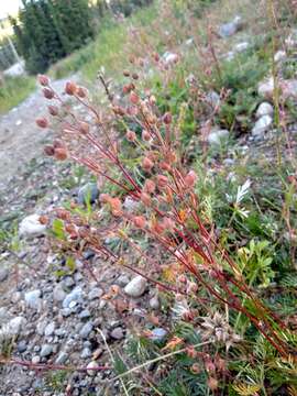 Image of staghorn cinquefoil